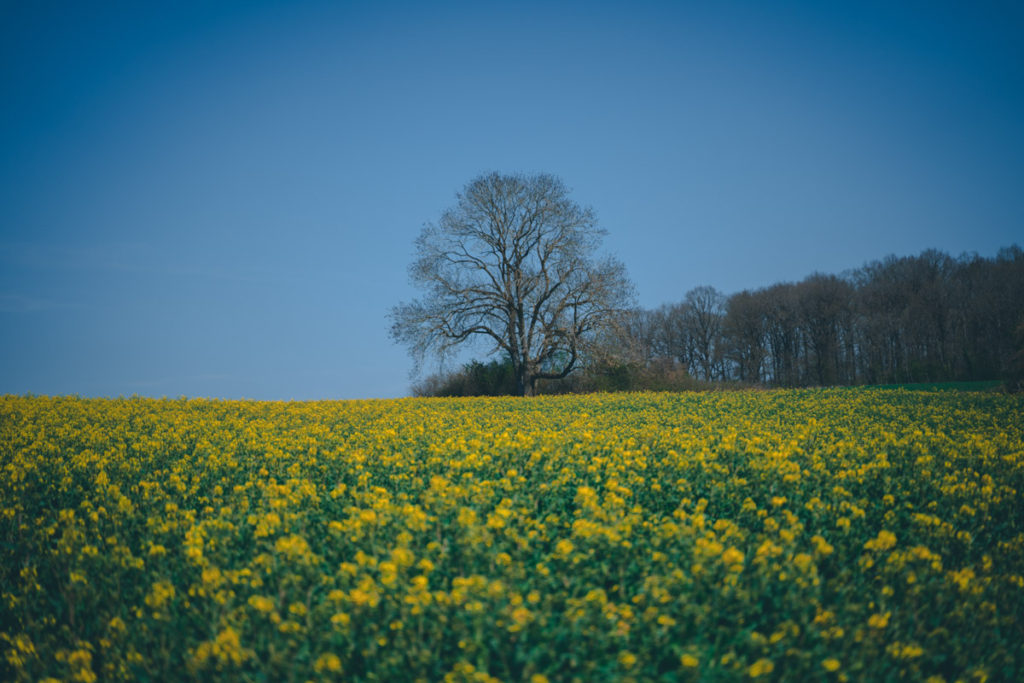 Beautiful yellow flower field in Spring close to chateau de veves