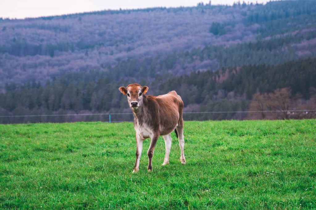 Friendly cow in Stoumont