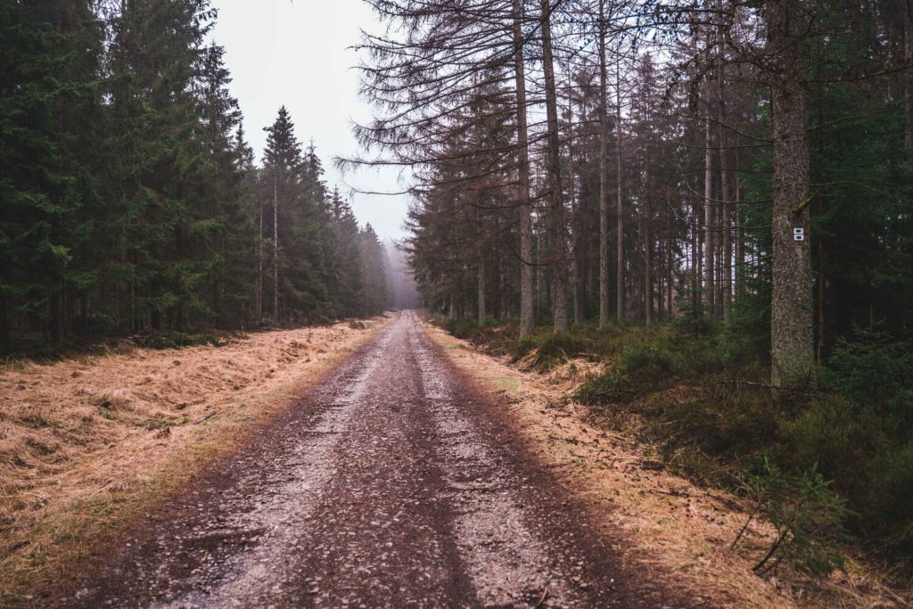 Hiking in Saint-Hubert forest