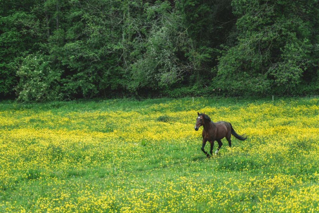 Horse running around in a meadow covered in beautiful yellow flowers