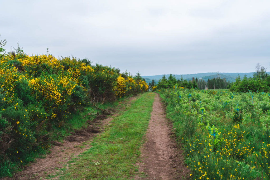 Lots of yellow flowers during the hike in Herbeumont