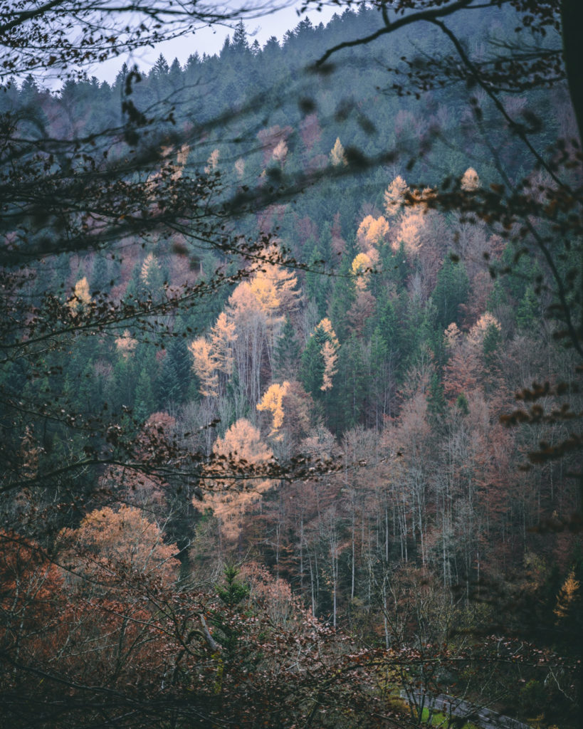 Autumn colors in the Black Forest of Germany