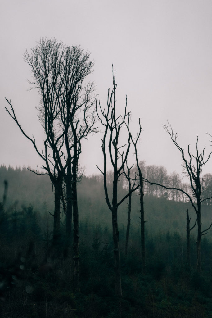 Dead trees along Chefna hiking trail not too far from the abandoned gold mine.