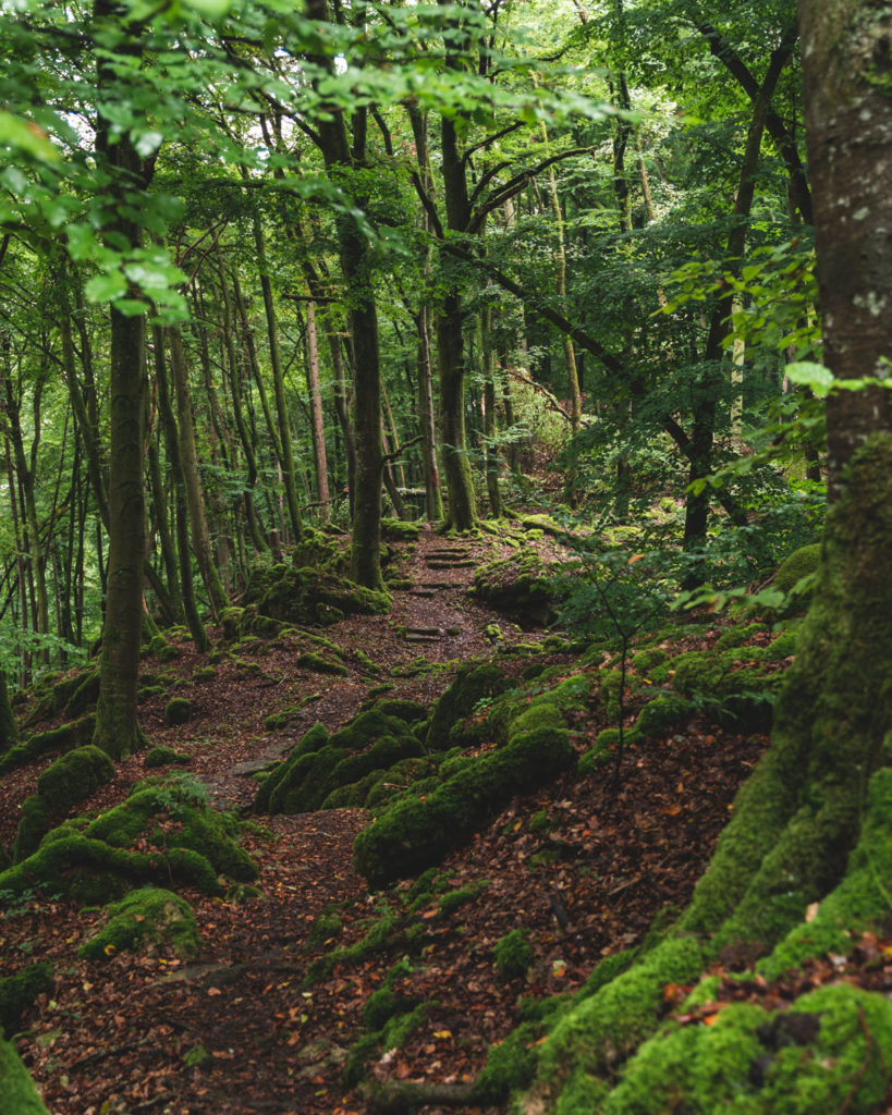 Lush green hiking trail in Luxemburg