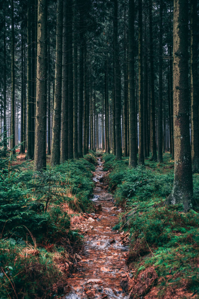 Mystical forest stream on the way to the Chefna river.