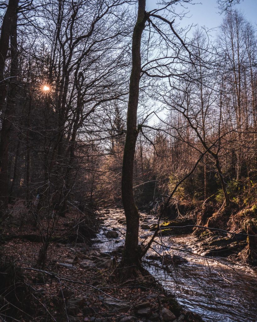 Early sun at La Hoegne trail