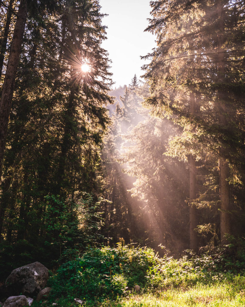 Beautiful morning light in the forest on the way to Musala Peak.