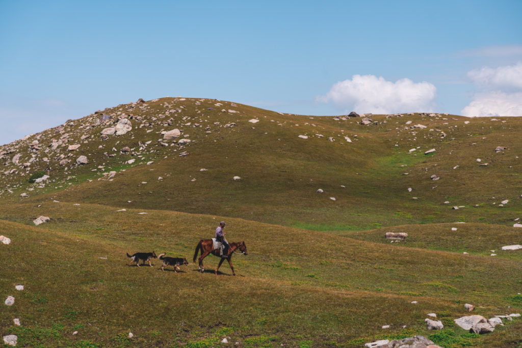 Kyrgyz sheppard with his 2 dogs